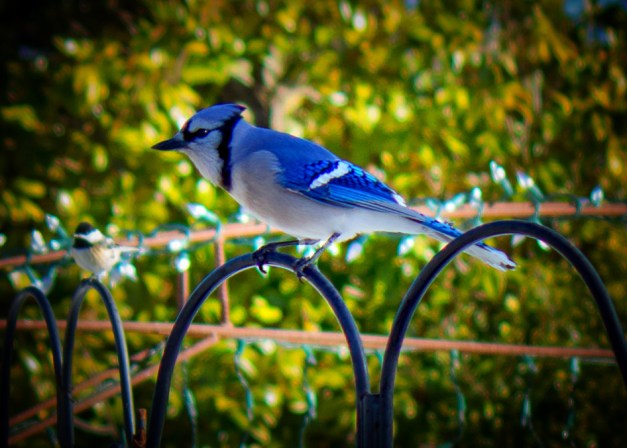 20160103-IMG_0124-Edit-Edit-2-Edit copy