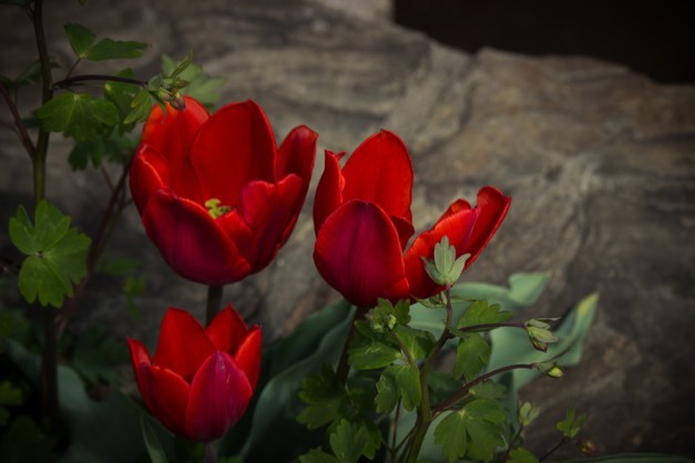 20150417-IMG_0397 copy