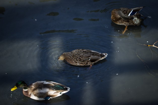 20150916-IMG_0599-Edit