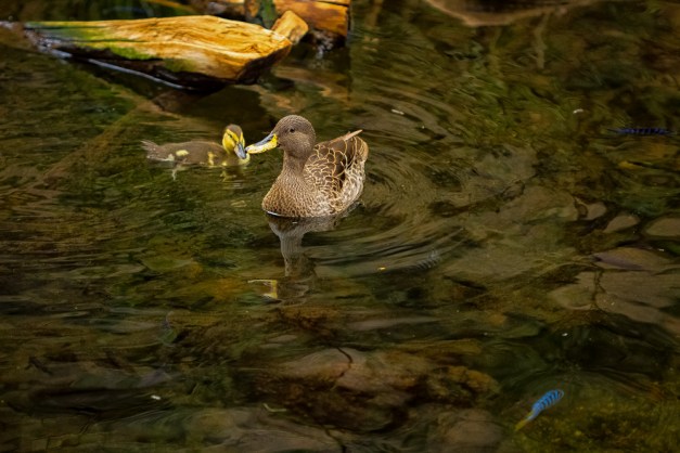 20150916-IMG_1172-Edit-Edit-2