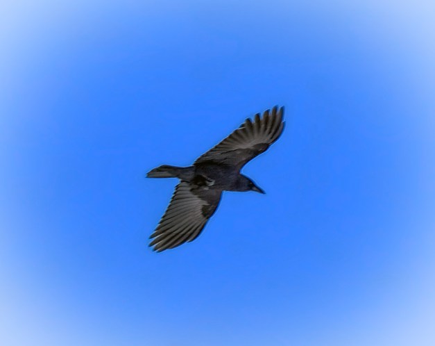 20160103-IMG_0169-Edit-3-Edit copy