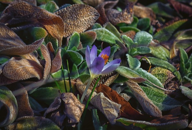 20160221-IMG_0232-Edit-Edit