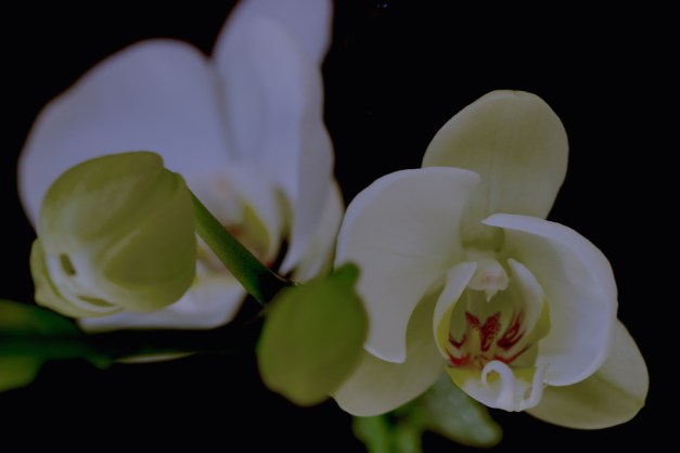 20160221-IMG_0460-Edit