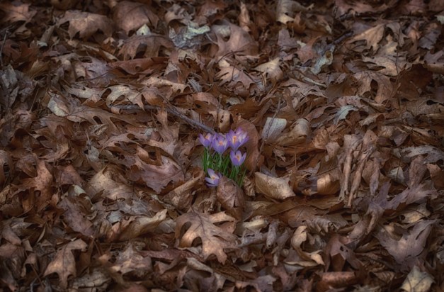 20160226-IMG_0038-Edit-Edit-Edit-Edit-Edit-Edit