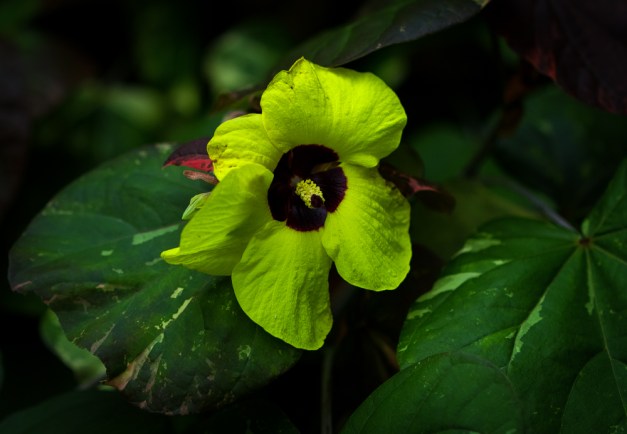 20160313-IMG_0016-Edit-Edit