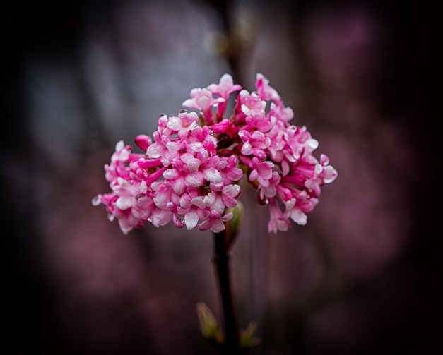 20160313-IMG_0193-Edit-Edit-Edit