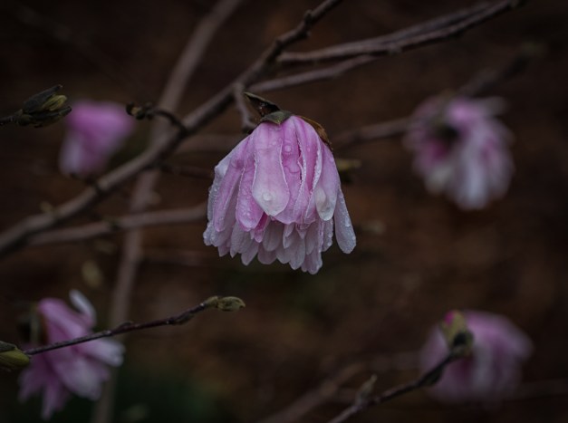 20160313-IMG_0456-Edit