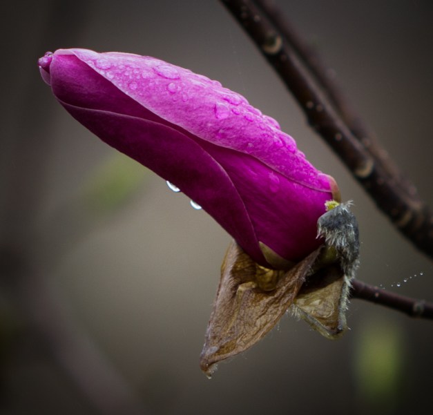 20160313-IMG_0479-Edit