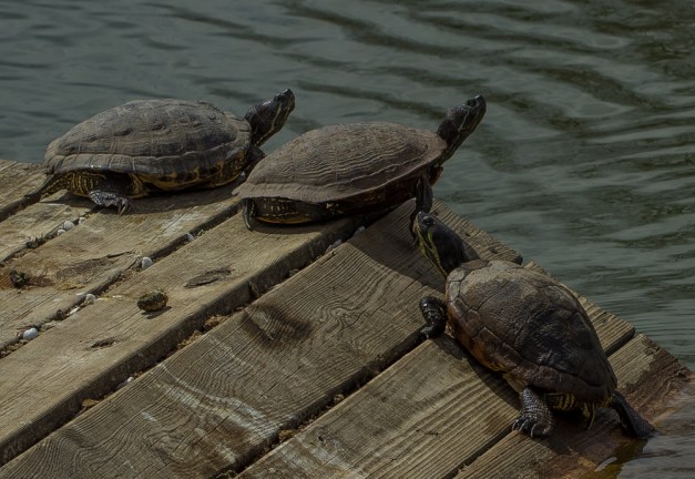 20160415-IMG_0868-Edit