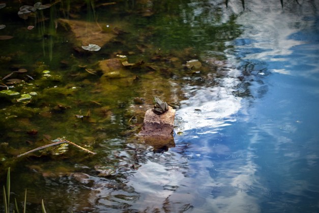 20160415-IMG_0945-Edit copy