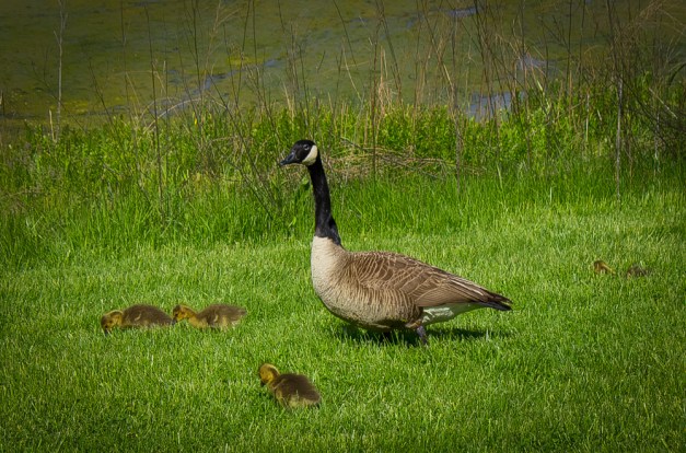 20160501-IMG_0121-Edit