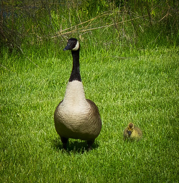 20160501-IMG_0123-Edit