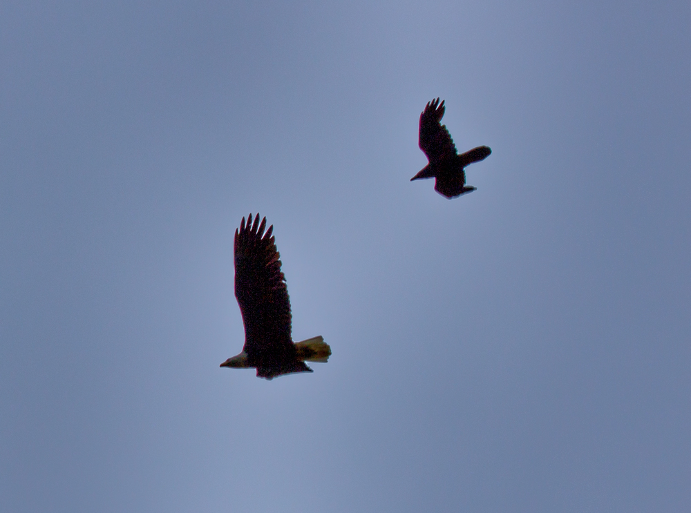 20160523-IMG_0912-Edit-2