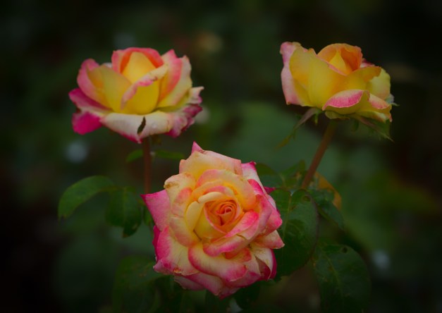 20160703-IMG_0144-Edit-2