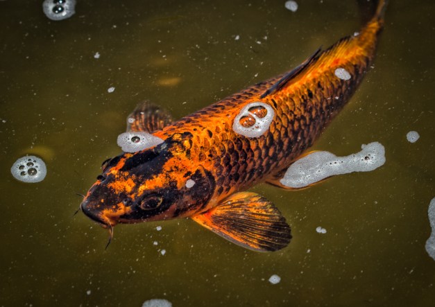 20160710-IMG_0124-Edit