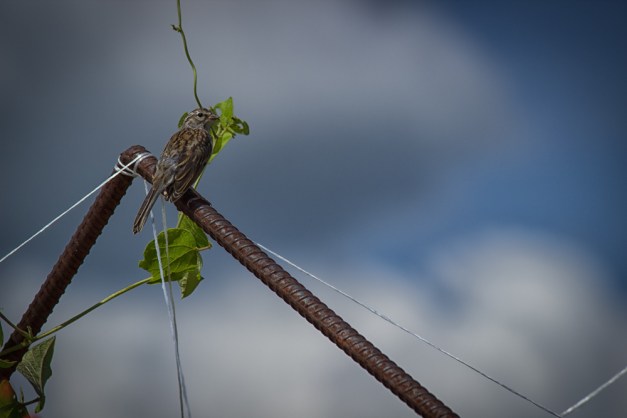 20160814-IMG_0368-Edit