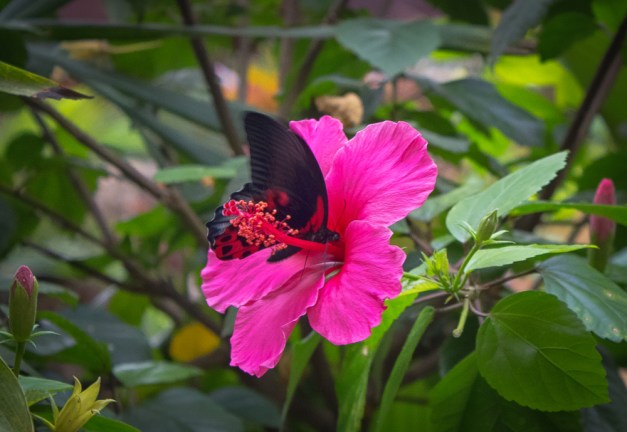 20160820-IMG_0016-Edit-Edit