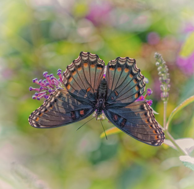 20160904-IMG_0421-Edit-Edit-Edit-Edit