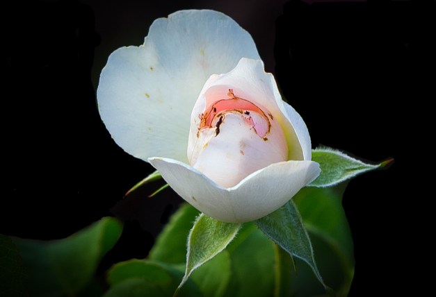 20150915-img_0821-edit-copy