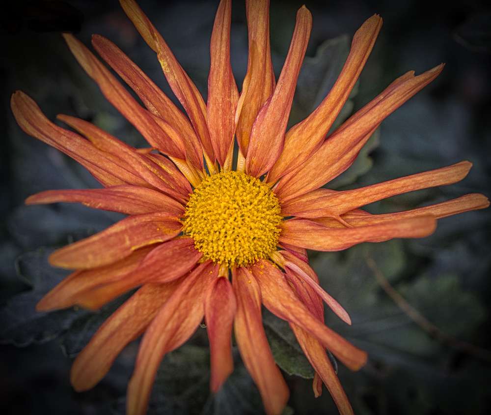 20161105-img_0059-edit-copy