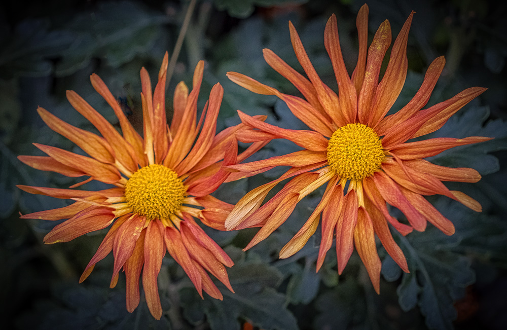 20161105-img_0069-edit-edit-copy