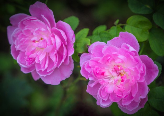 20161105-img_0246-copy