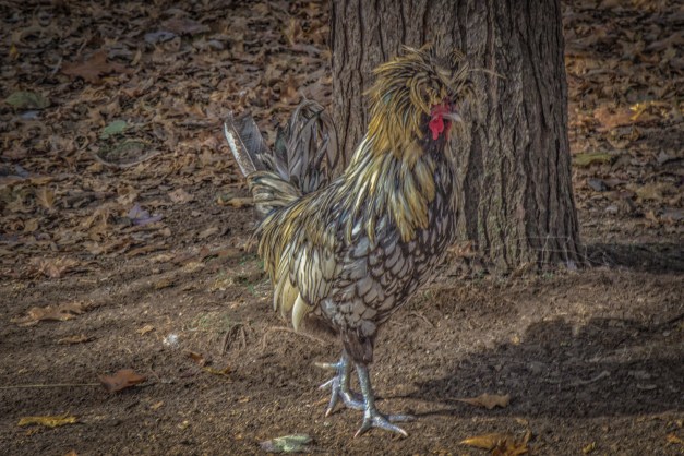 20161028-img_0611-edit