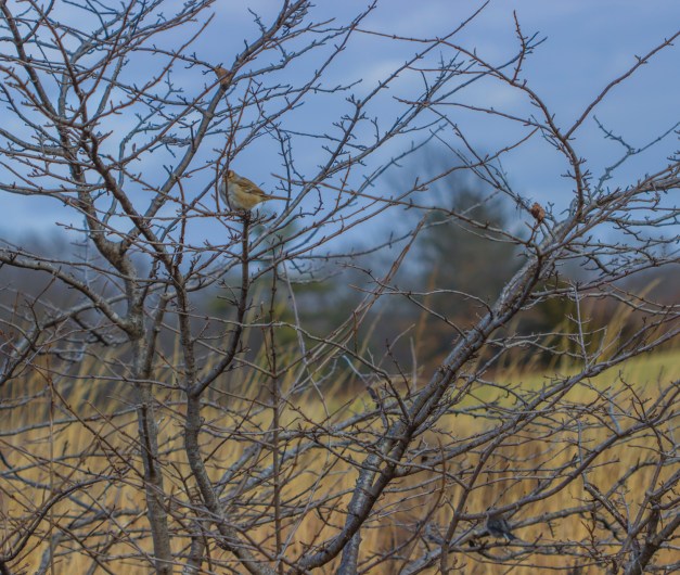 20170103-img_0034-edit