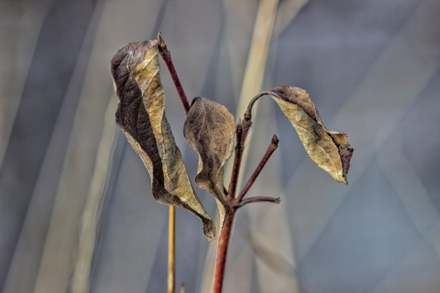 20170103-img_0100-edit