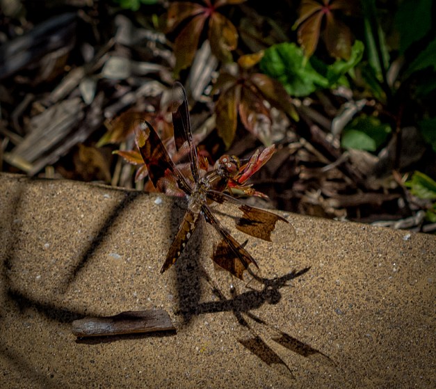 20160710-img_0283-edit