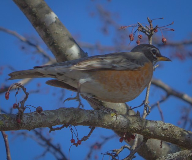 20170205-img_0226-edit-2