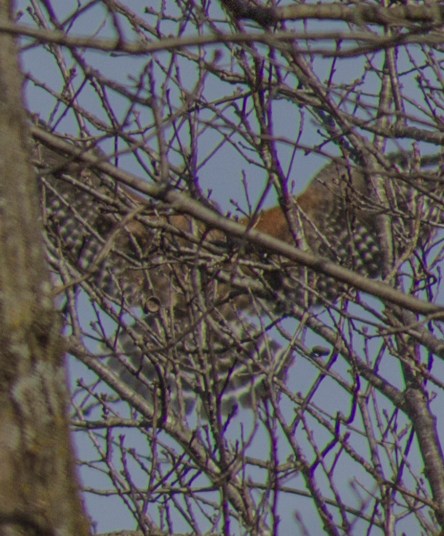 20170212-img_0503-copy