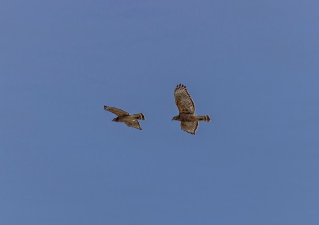 20170212-img_0505-edit-edit