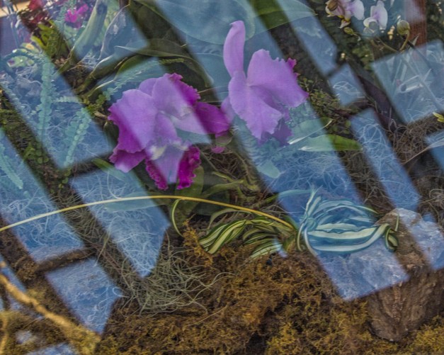 20170304-img_0196-edit-edit-edit